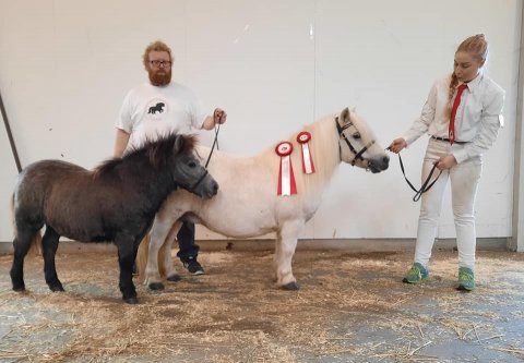 Tøttrups Bernadina og Bådsgårds Sigurd