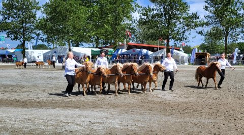 Brøsi Samling - Landsskuet 2024