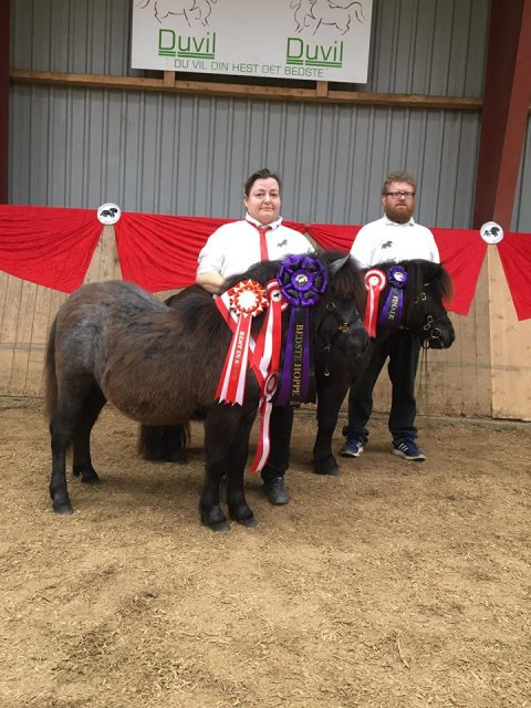 Fabiola og Betty til Unghesteskue i Skive 2018