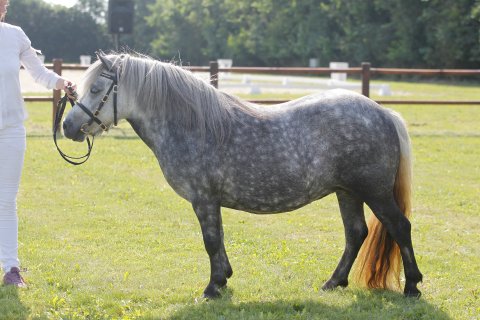 Bådsgårds Fabiola - 4 år - Kåring - Sjælland 2021