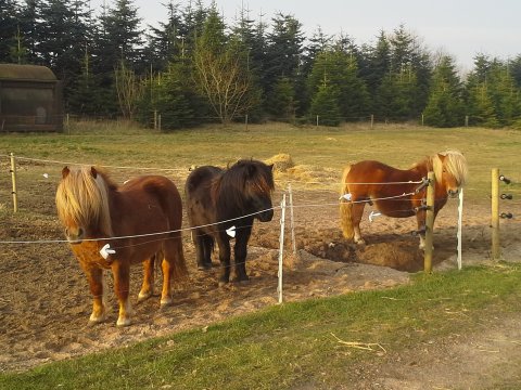 Unghingstene Unghingstene