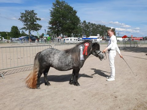 Bådsgårds Daisy - 3 år