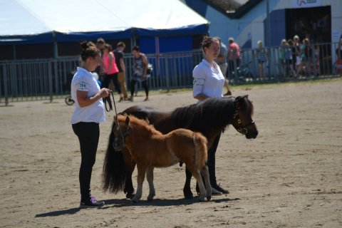 Bådsgårds Baby og Bådsgårds Domino