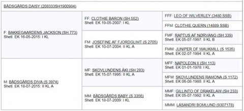 Bådsgårds Daisy - Afstamning