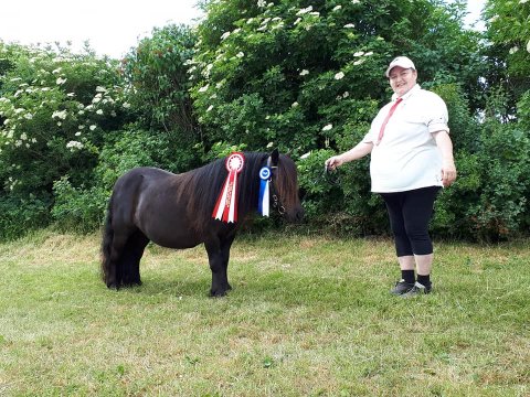 Bådsgårds Diva - Thisted Dyrskue 2018