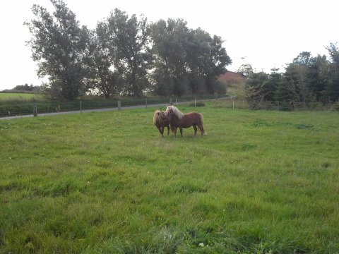 Bådsgårds Máki og Bådsgårds Baron