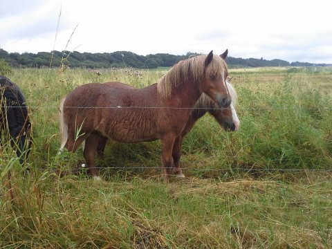 Bågsgårds Cocktail