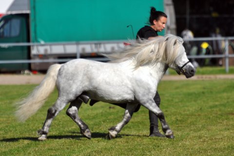 Bakkegaardens Jackson