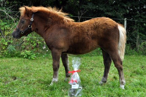 Bådsgårds Baronesse