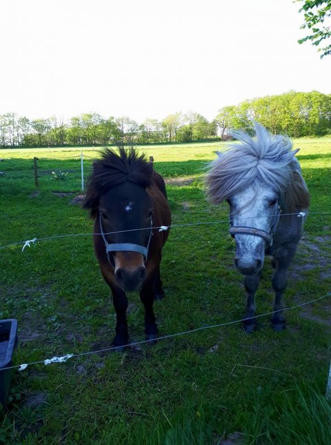 Bådsgårds Sudoku og Bådsgårds Bolero