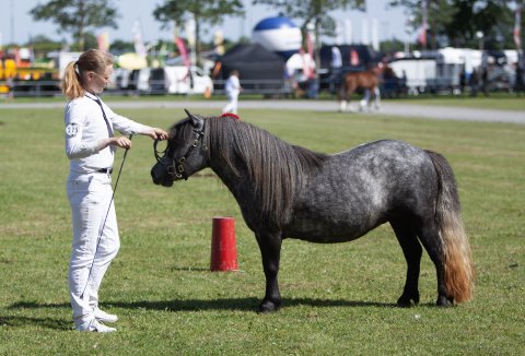 Bådsgårds Daisy - 3 år