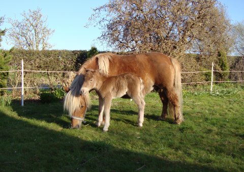 Babette med nyfødt føl