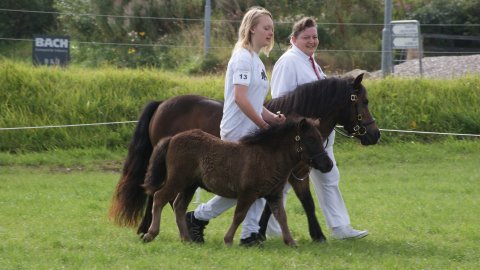 Bådsgårds Diva med mor Bådsgårds Baby Bådsgårds Diva med mor Bådsgårds Baby