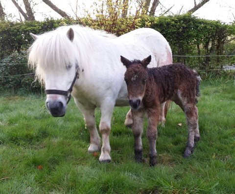 Tøttrups Bernadina og Bådsgårds "Sofus"