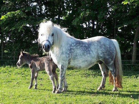 Yasmin af Skovhuset med føl