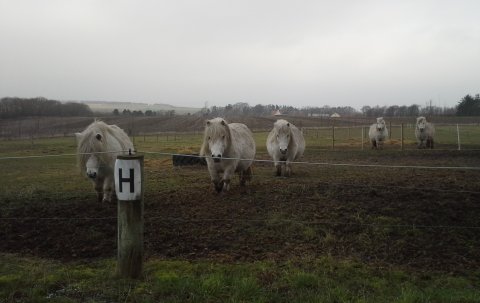 Skimmel række Skimmel række