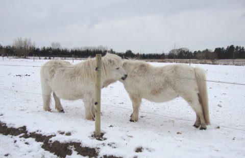 Merrylegs og Yvette Bomlund