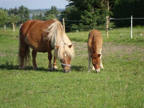 Babette og Baronessen græsser Babette og Baronessen græsser