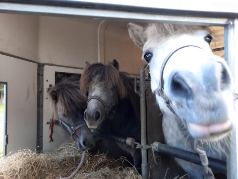 Yakari - Sigurd og Yoyo