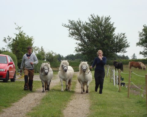 Skimmel samling på vej