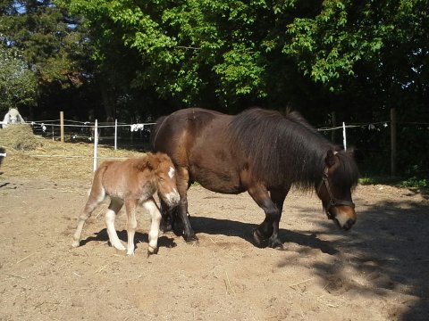 Bådsgårds Baby med føl