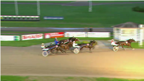 Senigma Skov Senigma Skov