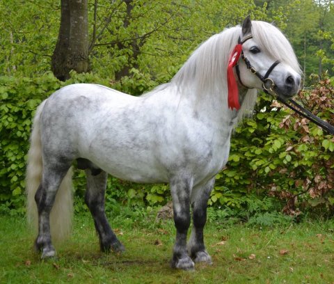 Bakkegaardens Jackson SH 773