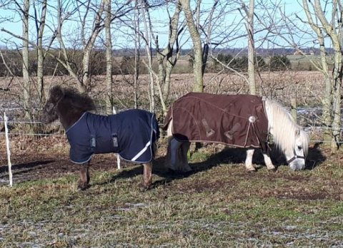Bådsgårds Yakari og mor Yvette Bomlund