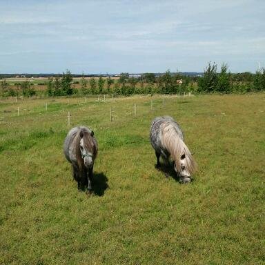 Ymer og Prins Ymer og Prins