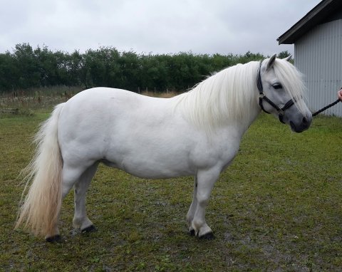 Bjerregaards Annabel til kåring 2017