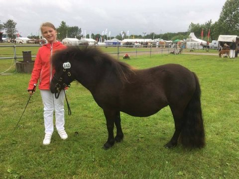 Bådsgårds Betty - 2 år - Landsskuet 2017