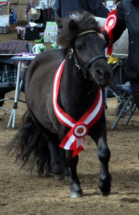 Bådsgårds Ludo på æresrunde