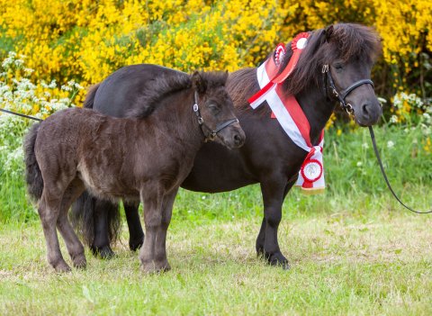 Bådsgårds Ludo - Skuet bedste avlshest - Lemvig dyrskue 2022