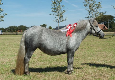 Bådsgårds Juvel - Aulum dyrskue 2022