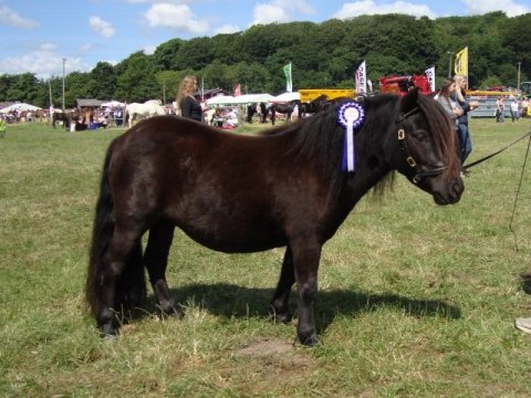 Bådsgårds Diva - 2 år