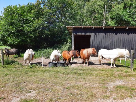 Bakkegaards Jackson og hopper