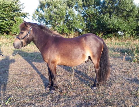 Bådsgårds Sudoku - 2 år