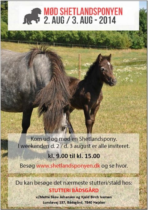 Mød shetlandsponyen