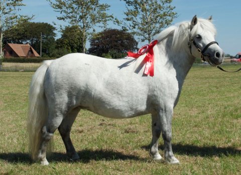 Bådsgårds Coco - Aulum dyrskue 2022