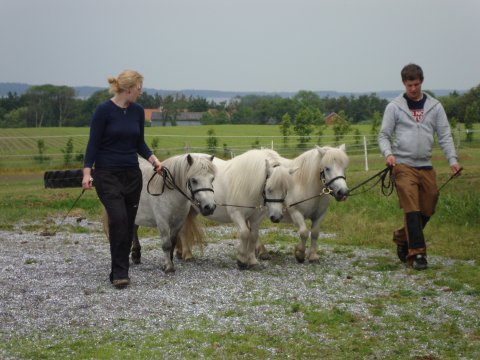 Skimmel samling Skimmel samling