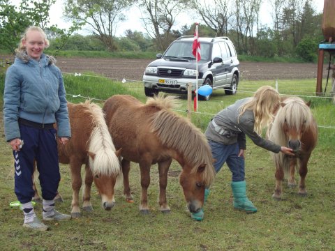Skovlundens Áki SH 283 og sønner