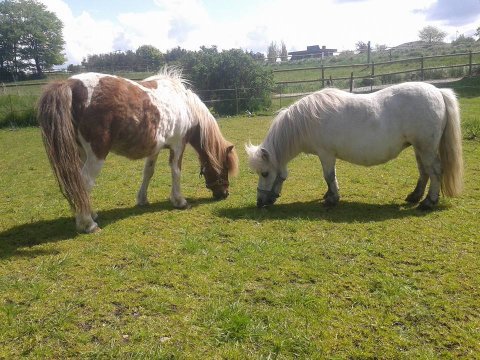 Ny foldkammerat og Lucca