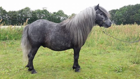 Bådsgårds Mikado - 2 år