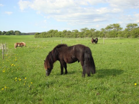 Bådsgårds Bacardi Bådsgårds Bacardi