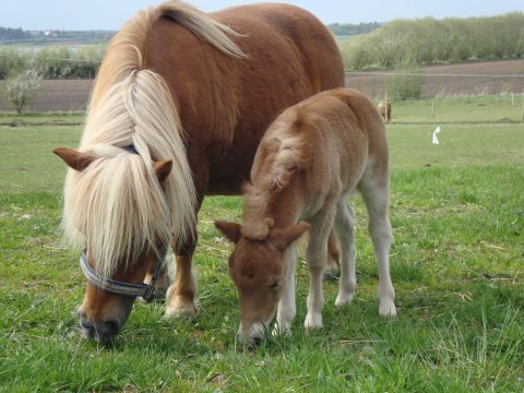 Bådsgårds Babushka Bådsgårds Babushka