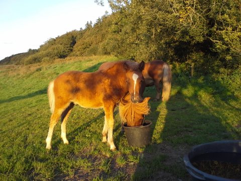 Bådsgårds Cocktail - 2 mdr. Bådsgårds Cocktail - 2 mdr.