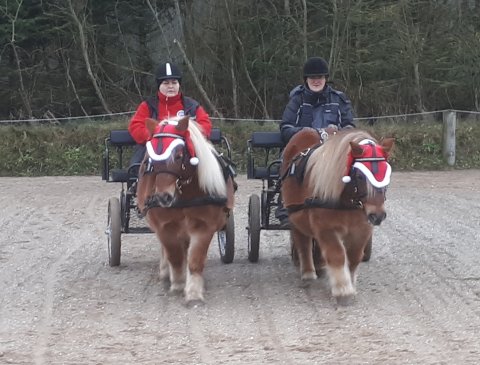Bådsgårds Baron og Bådsgårds Máki
