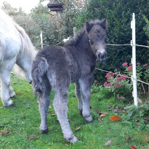 Bådsgårds Juvena - 2 dage gammel