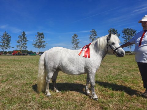 Bådsgårds Coco - 4 år