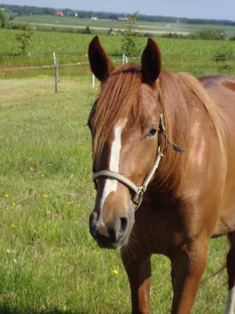 Renigma Skov i profil